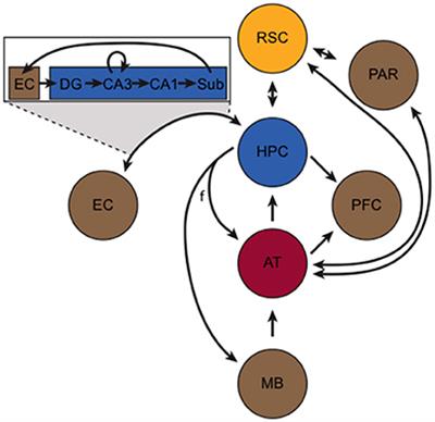 Navigating Monogamy: Nonapeptide Sensitivity in a Memory Neural Circuit May Shape Social Behavior and Mating Decisions